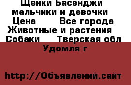 Щенки Басенджи ,мальчики и девочки › Цена ­ 1 - Все города Животные и растения » Собаки   . Тверская обл.,Удомля г.